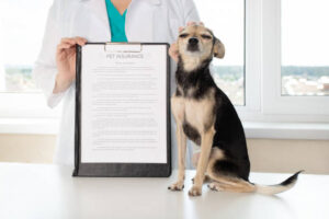 Pet Insurance: Your Furry Best Household Members In 2025
