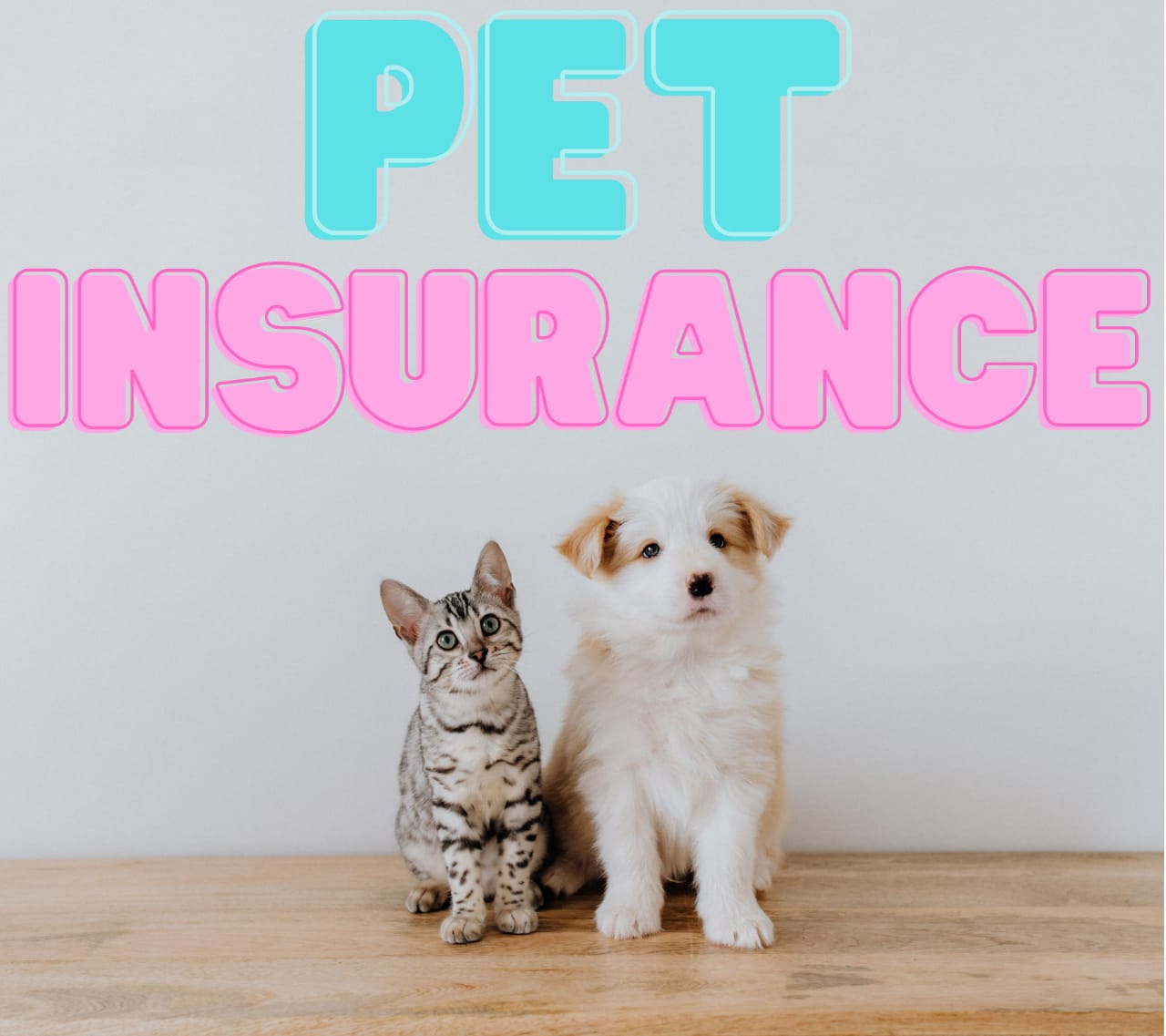 Pet Insurance: Your Furry Best Household Members In 2025