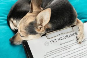 Pet Insurance: Your Furry Best Household Members In 2025